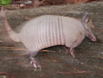 armadillo jumped