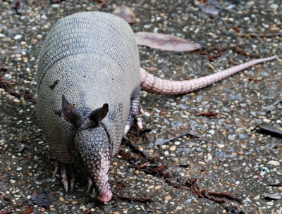 armadillo visitor