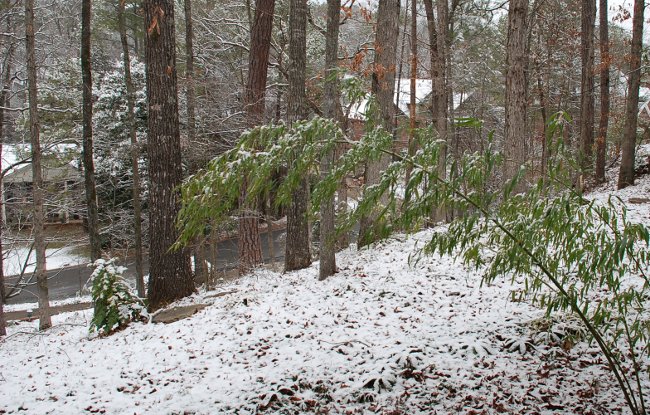 snow on bamboo