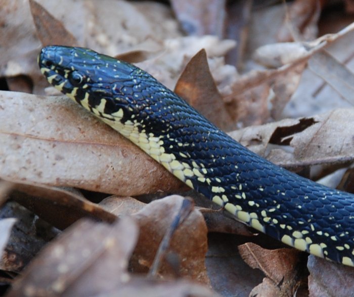 black king snake