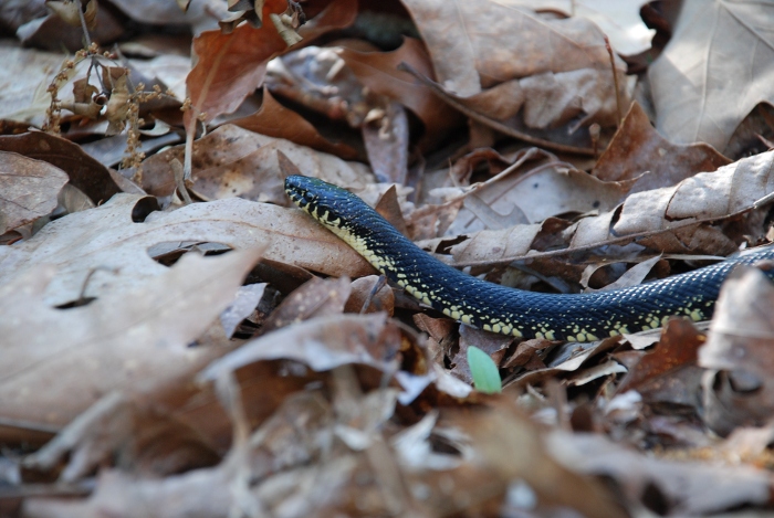 king snake in leaf litter