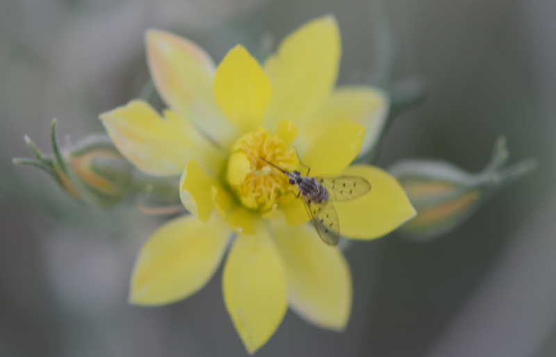 blazing-star bee-fly