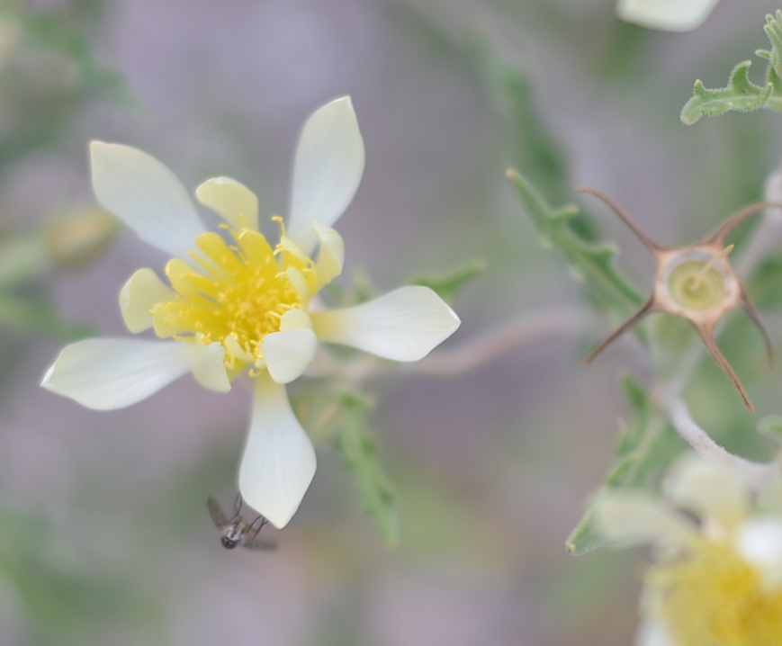 blazing star wildflower