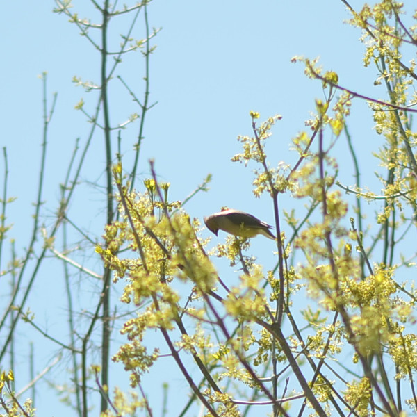 cedar waxwing