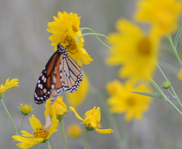 monarch butterfly on crownbeard