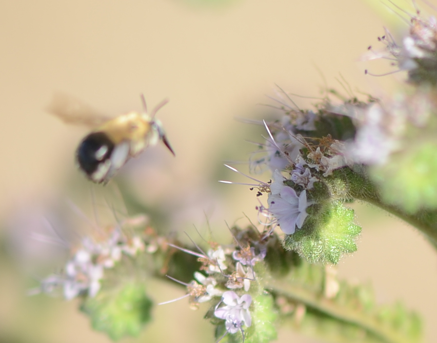 scorpionweed bee