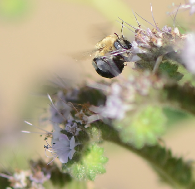 scorpionweed bee 2