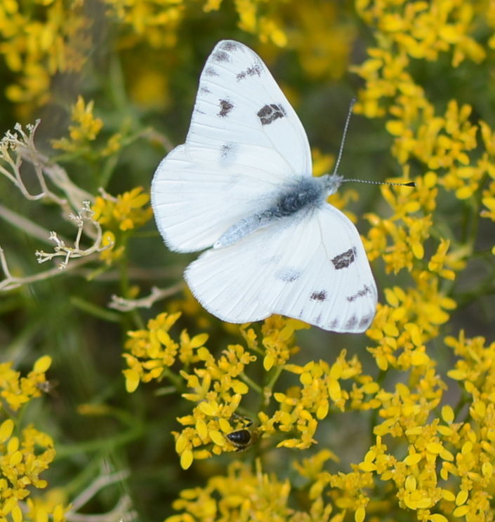 spring white butterfly