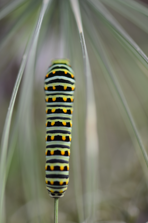 swallowtail caterpillar