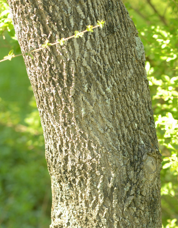 tree bark